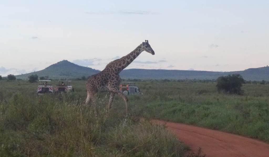 Salt Lick Safari in Kenia - Giraffe auf Schotterweg